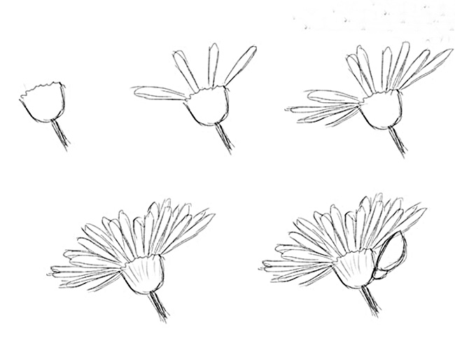 How to draw a simple flower step by step with pencil: 18 lessons - HOW