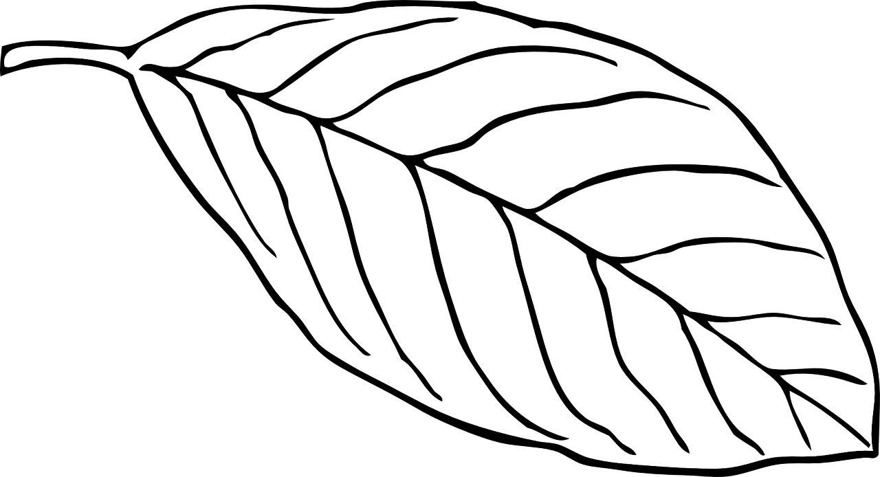 Free printable leaf coloring pages for kids: 11 pics - HOW-TO-DRAW in 1
