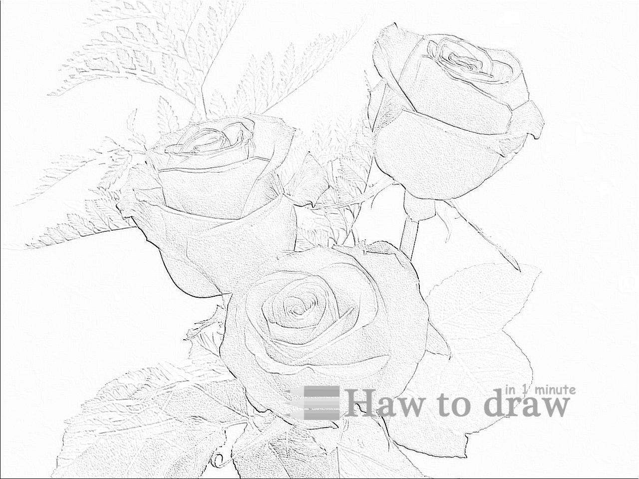drawings of roses  (1)