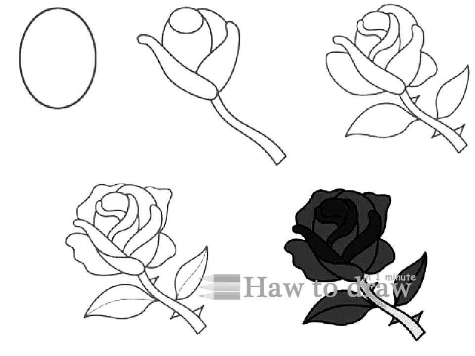how to draw a rose with pencil 1