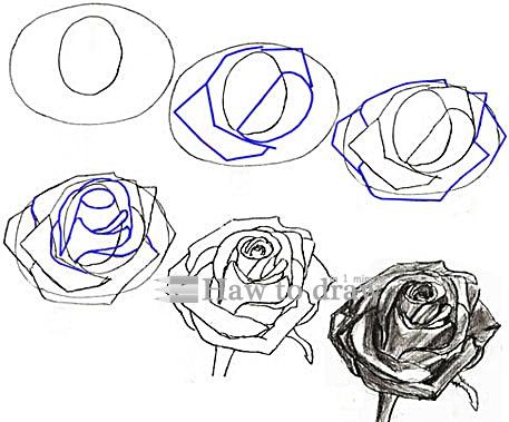 how to draw a rose with pencil 12