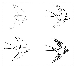 How to draw a bird drawings of swallow 1