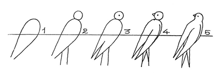 How to draw a bird drawings of swallow 2,4
