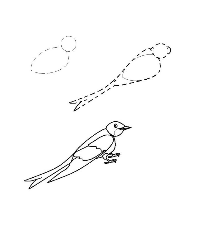 How to draw a bird drawings of swallow 4