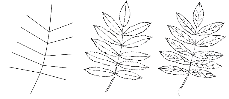 How to draw a leaf step by step 1 (3)