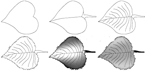 How to draw a leaf step by step 1 (4)