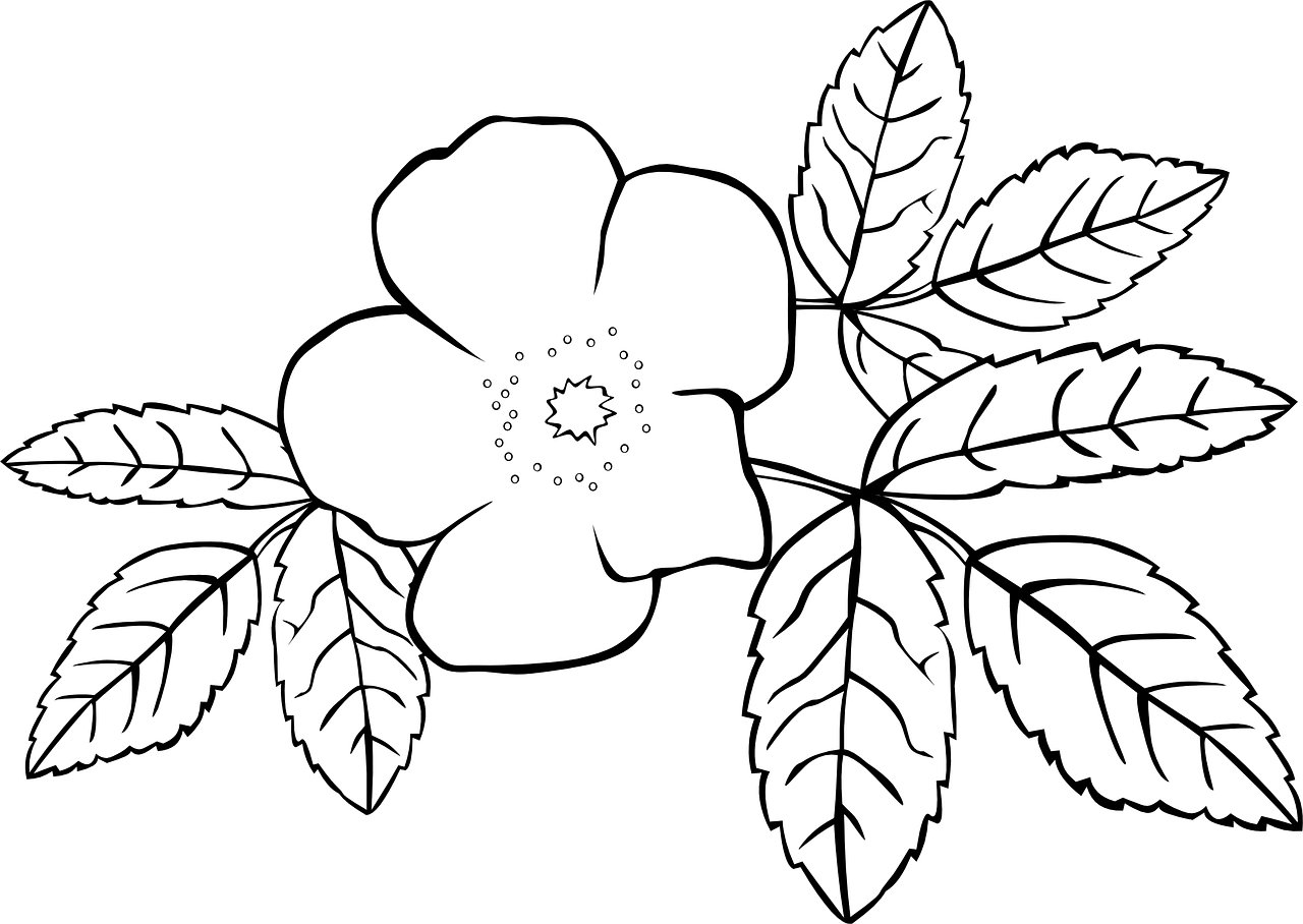 Wildflowers drawing - coloring pages free for kids 7