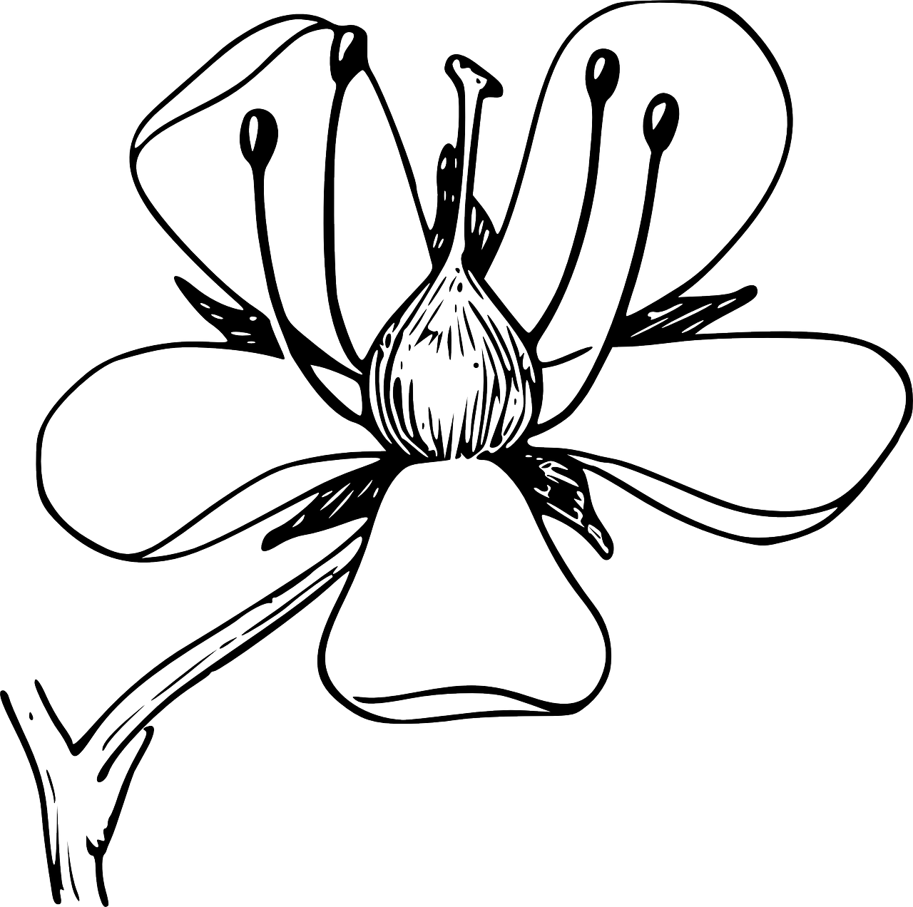 Wildflowers drawing - coloring pages free for kids 8