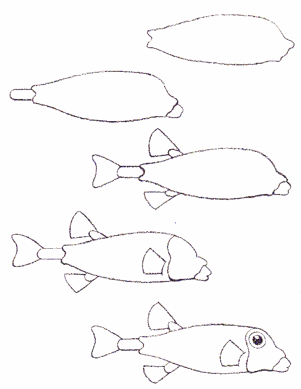 how to draw a fish 16