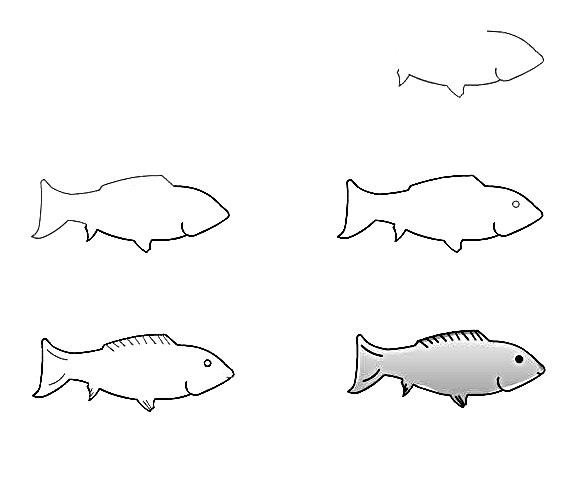 how to draw a fish 18