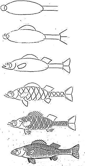 how to draw a fish 38