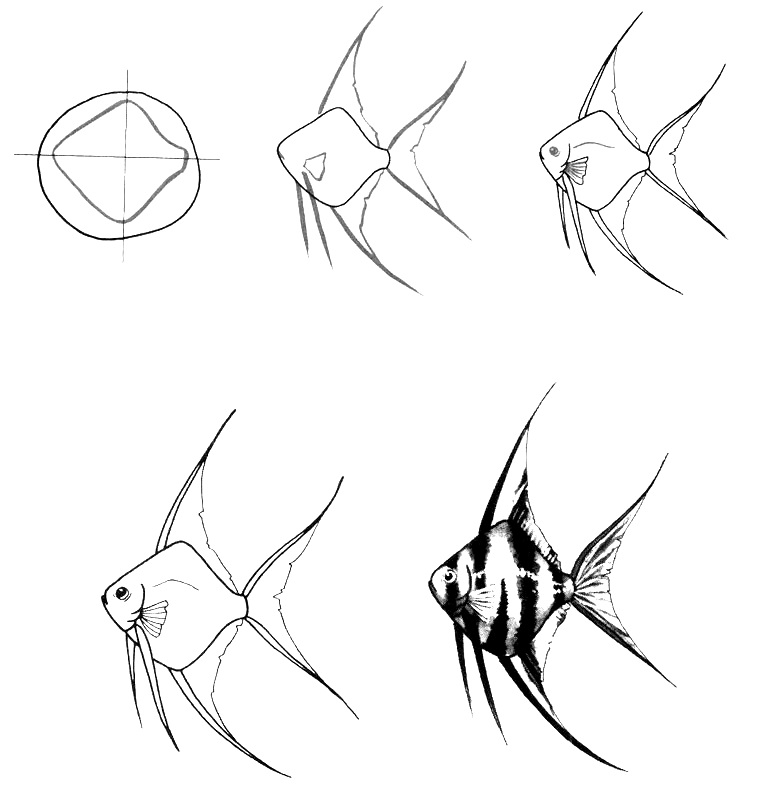 how to draw a fish 46