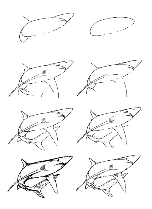 how to draw a fish 65