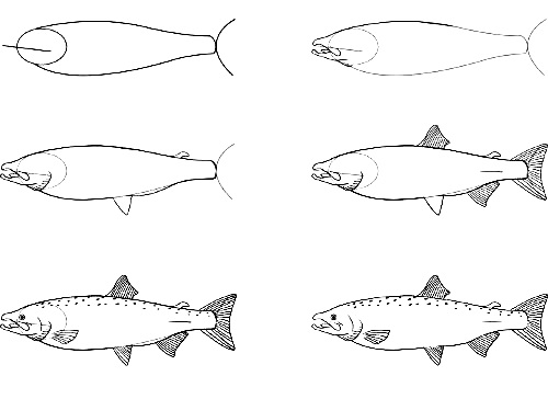 how to draw a fish 7