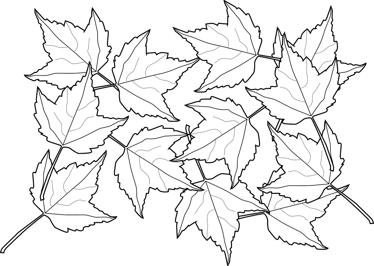 how to draw a leaf free printable leaf coloring pages 6