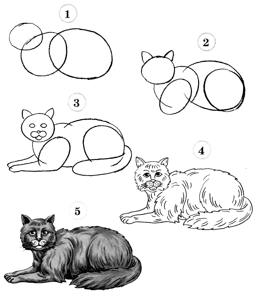 How To Draw A Cat Step By Step ~ Guide To Drawing Cats & Kittens With ...