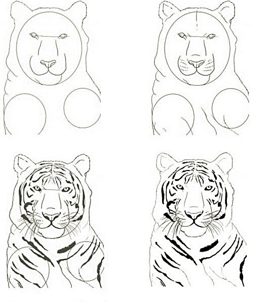 A simple step-by-step way to draw a realistic tiger head - Way 2