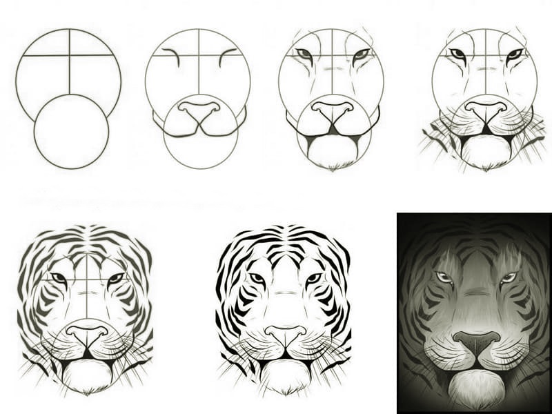 A simple step-by-step way to draw a realistic tiger head - Way 1