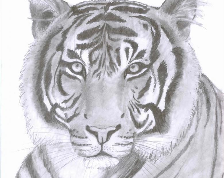 How to draw a realistic tiger head step by step, part 4