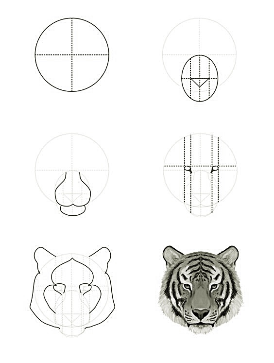 A simple step-by-step way to draw a realistic tiger head - Way 9