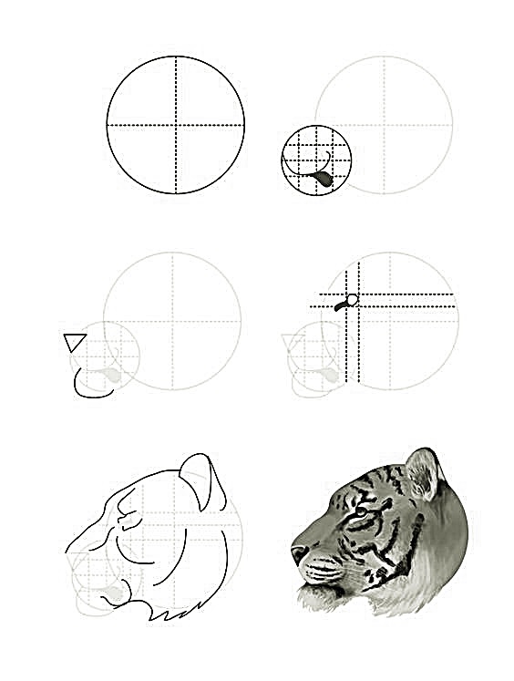 A simple step-by-step way to draw a realistic tiger head - Way 8