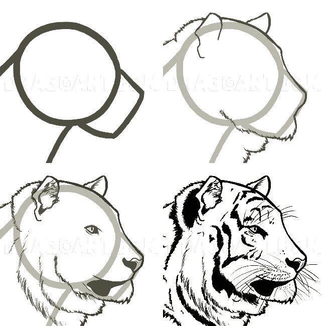 A simple step-by-step way to draw a realistic tiger head - Way 7