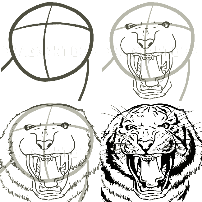 A simple step-by-step way to draw a realistic tiger head - Way 6