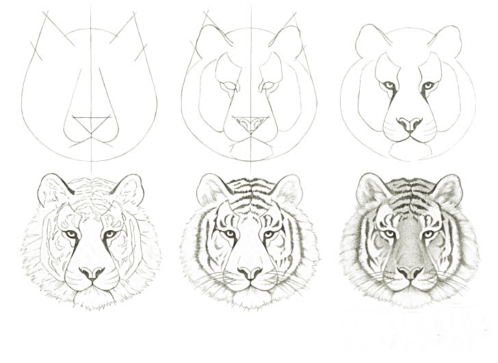 A simple step-by-step way to draw a realistic tiger head - Way 5