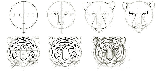 A simple step-by-step way to draw a realistic tiger head - Way 4