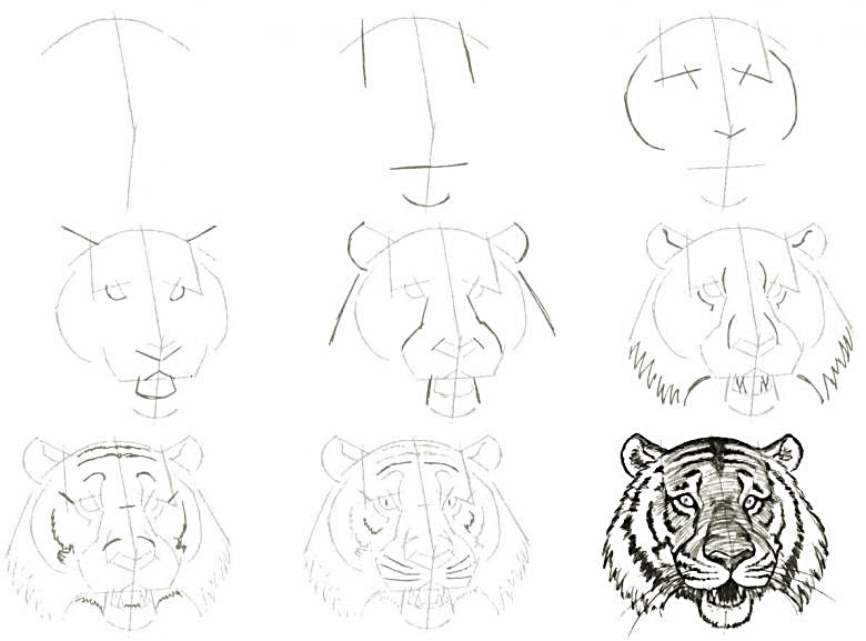 A simple step-by-step way to draw a realistic tiger head - Way 3