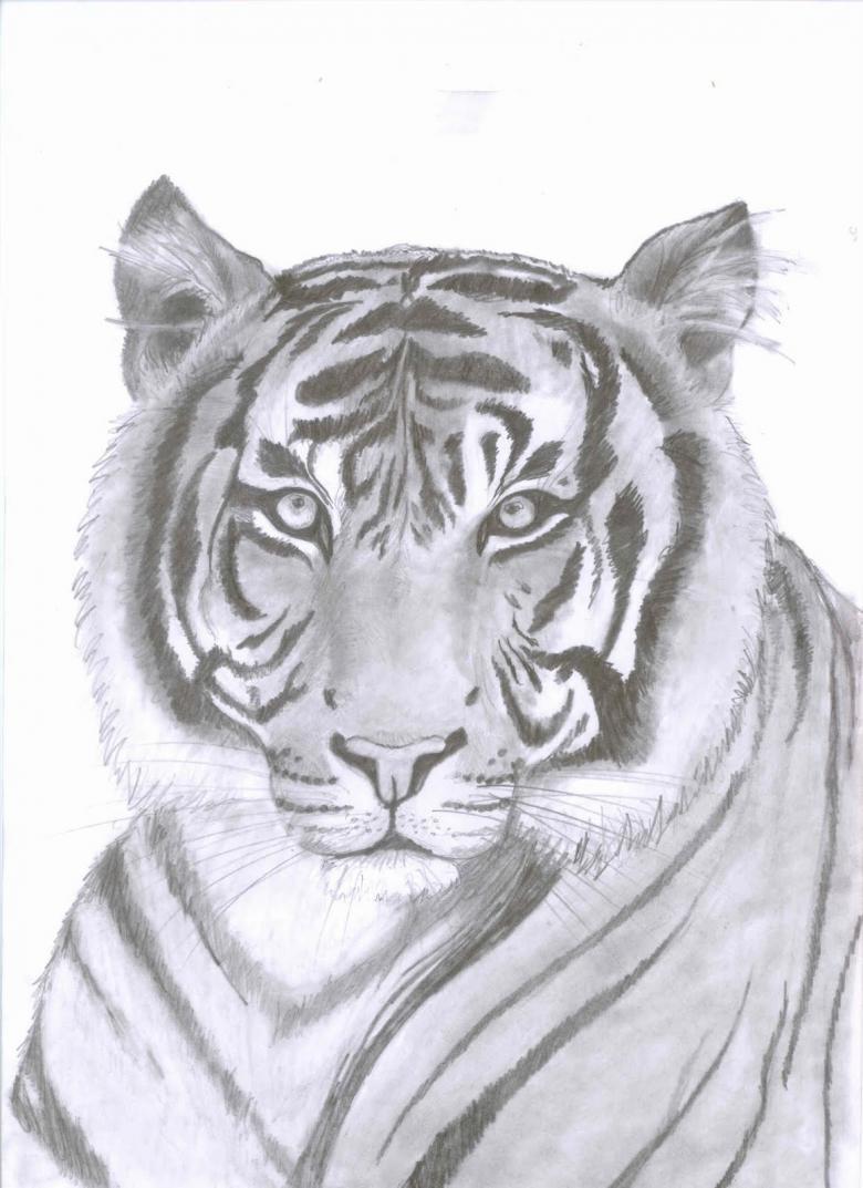How to draw a realistic tiger head step by step