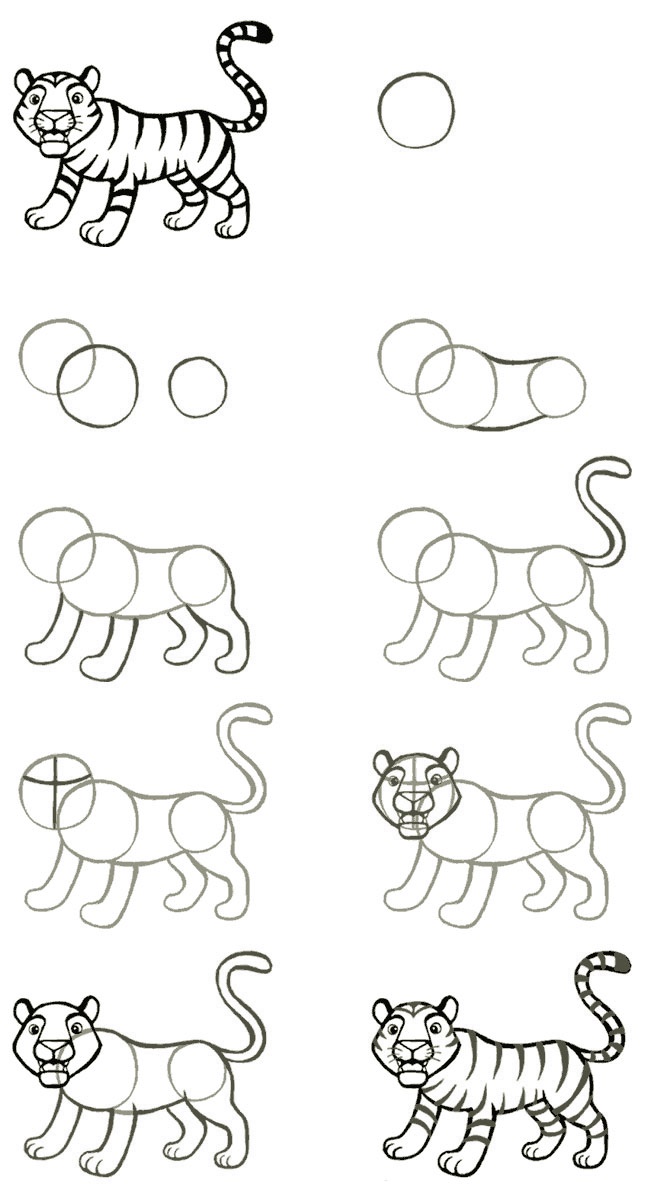 A simple step-by-step way to draw a tiger - Guide 1