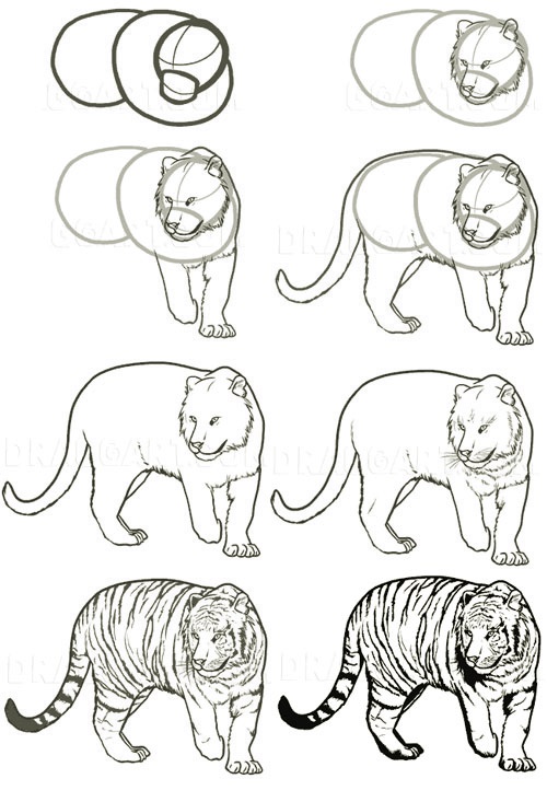 Realistic tiger as in nature how to draw step by step way 4