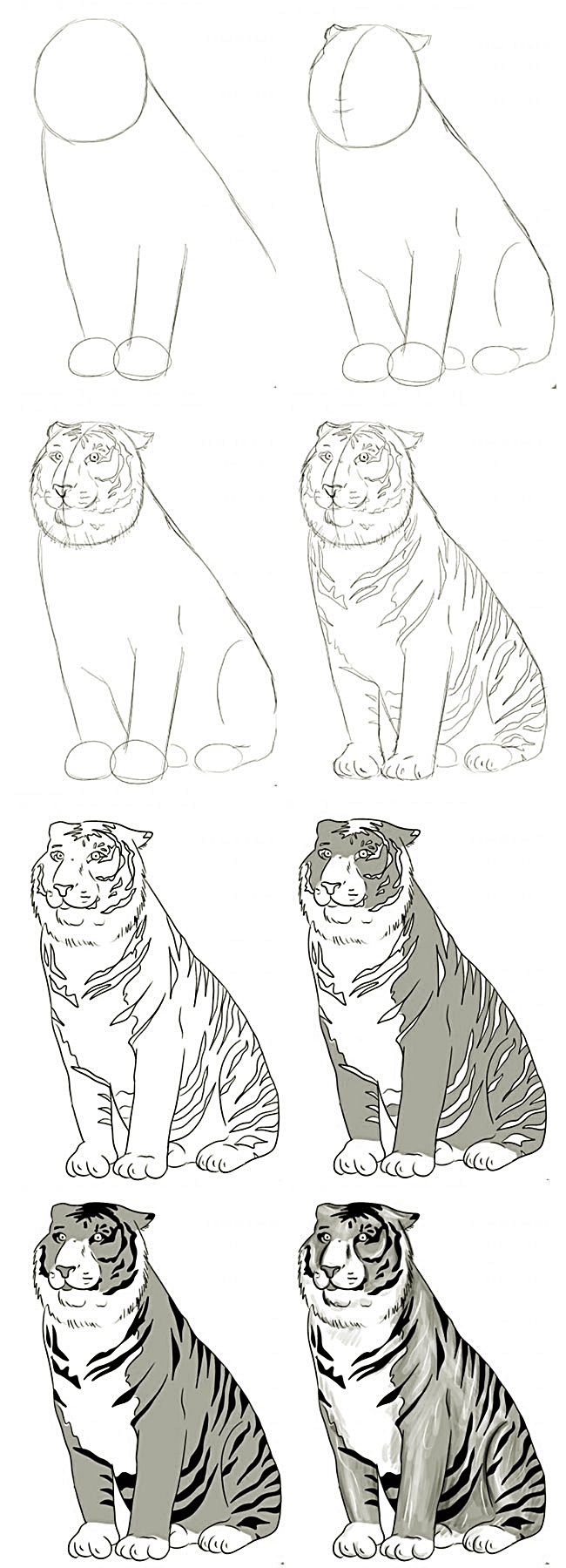 Realistic tiger as in nature how to draw step by step way 1