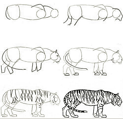 Realistic tiger as in nature how to draw step by step way 9