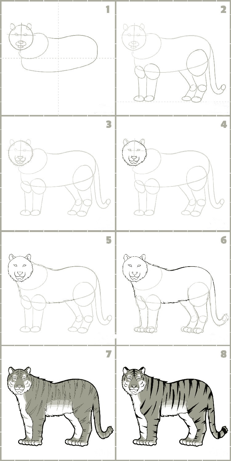 Realistic tiger as in nature how to draw step by step way 7