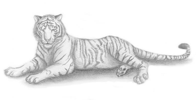 Realistic tiger as in nature how to draw step by step, part 2